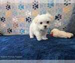 Small Photo #9 Maltese Puppy For Sale in OCALA, FL, USA