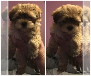 Morkie Puppy for sale in BERLIN, NJ, USA