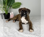 Small Photo #3 Boxer Puppy For Sale in FRANKLIN, IN, USA