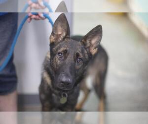 German Shepherd Dog-Unknown Mix Dogs for adoption in Mountain Home, AR, USA