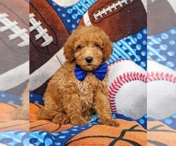 Medium Photo #2 Goldendoodle (Miniature) Puppy For Sale in RISING SUN, MD, USA