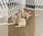 Small Photo #10 Goldendoodle Puppy For Sale in ZEBULON, NC, USA