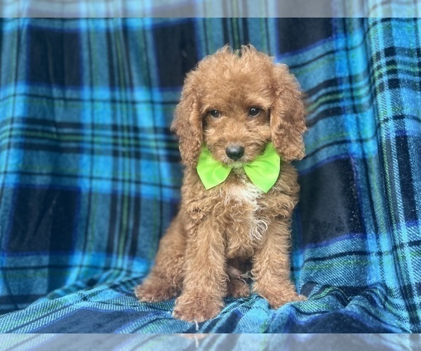 Medium Photo #8 Cock-A-Poo Puppy For Sale in LAKELAND, FL, USA