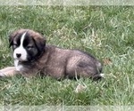 Small Alaskan Husky-Saint Bernard Mix