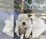 Baby Boy - Male Chow Chow Puppy for Sale - Photo #4