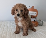 Puppy Eden Poodle (Miniature)