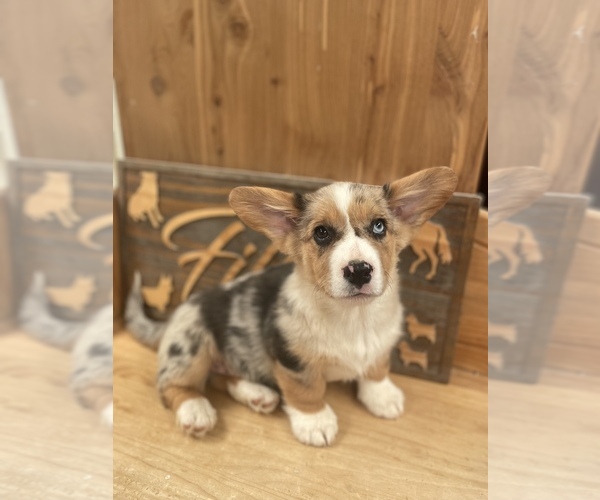 Medium Photo #1 American Corgi Puppy For Sale in SANDY VALLEY, NV, USA