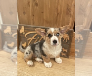 American Corgi Puppy for sale in SANDY VALLEY, NV, USA