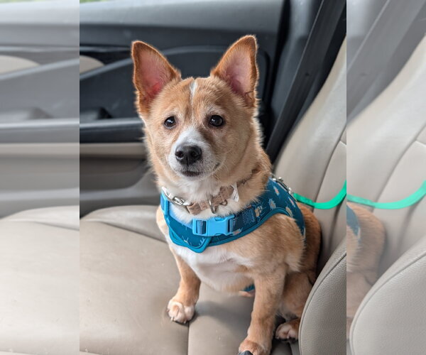 Medium Photo #4 Cardigan Welsh Corgi-Chihuahua Mix Puppy For Sale in Oakhurst, NJ, USA