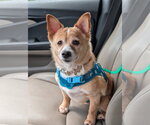 Small #3 Cardigan Welsh Corgi-Chihuahua Mix