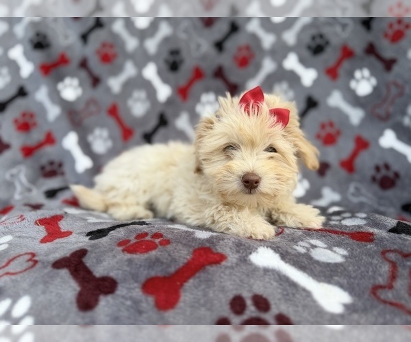 Medium Photo #2 Havapoo Puppy For Sale in LAKELAND, FL, USA