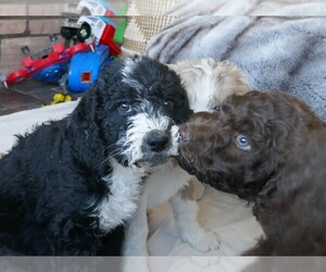 Labradoodle Litter for sale in PORTLAND, OR, USA