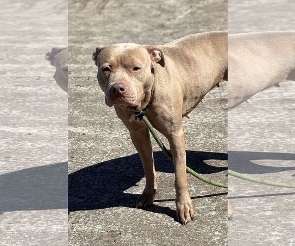 Medium Photo #5 American Pit Bull Terrier-Unknown Mix Puppy For Sale in Virginia Beach, VA, USA