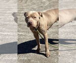 Small #4 American Pit Bull Terrier Mix