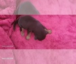 Small Photo #371 Yorkshire Terrier Puppy For Sale in AKRON, OH, USA