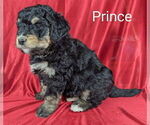 Puppy Prince Bernedoodle
