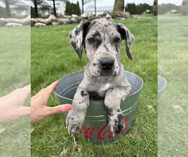Medium Photo #5 Great Dane Puppy For Sale in MIDDLEBURY, IN, USA