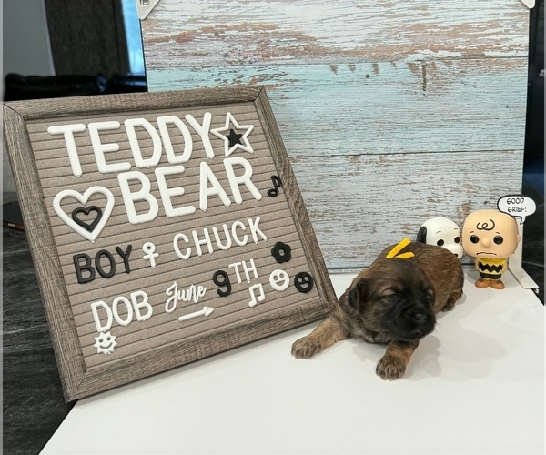 Medium Photo #10 Zuchon Puppy For Sale in NEW YORK MILLS, MN, USA
