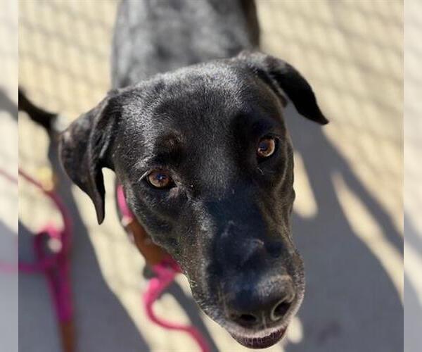 Medium Photo #1 Labrador Retriever-Unknown Mix Puppy For Sale in Tulsa, OK, USA