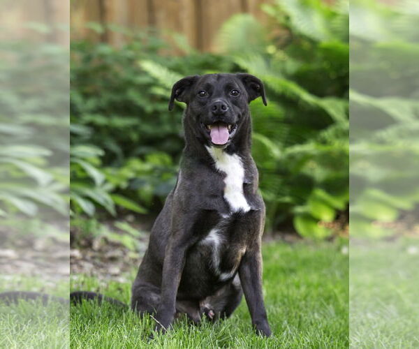 Medium Photo #4 Labrador Retriever-Unknown Mix Puppy For Sale in Farmington, MN, USA