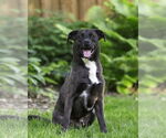 Small #3 Labrador Retriever Mix