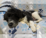 Small #2 Miniature Schnauzer-Poodle (Miniature) Mix