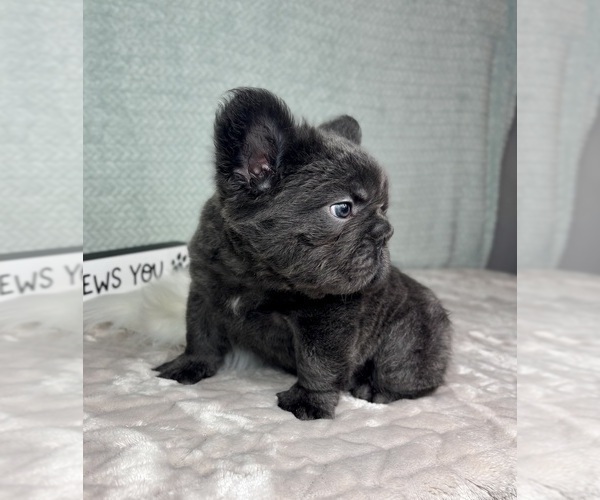 Medium Photo #3 French Bulldog Puppy For Sale in FRANKLIN, IN, USA