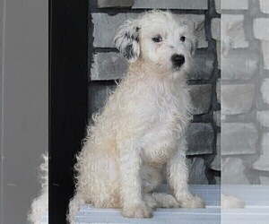 Poodle (Miniature)-Sheepadoodle Mix Puppy for sale in FREDERICKSBURG, OH, USA