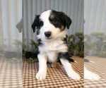 Small Photo #1 Border Collie Puppy For Sale in NEW YORK MILLS, MN, USA