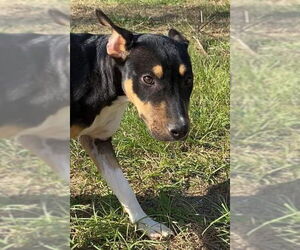 Nova - Female Catahoula Leopard Dog-Mountain Cur Mix Dog for Adoption - Photo #10