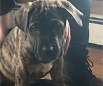 Small Presa Canario