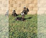 Small Photo #28 Doberman Pinscher Puppy For Sale in PALMDALE, CA, USA