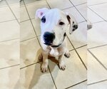 Small Photo #6 American Pit Bull Terrier-Unknown Mix Puppy For Sale in Des Moines, IA, USA