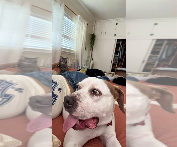 Medium Photo #30 Bulloxer Puppy For Sale in Lake Forest, CA, USA