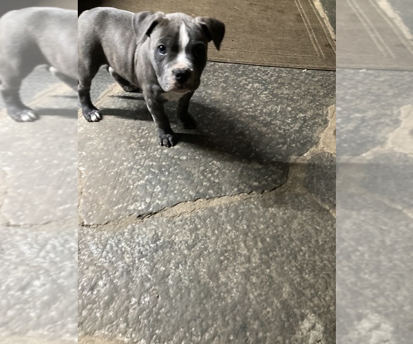 Medium Photo #1 American Pit Bull Terrier Puppy For Sale in STONE MOUNTAIN, GA, USA