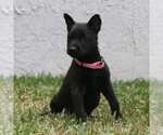 Small Photo #9 Belgian Malinois Puppy For Sale in POMONA, CA, USA