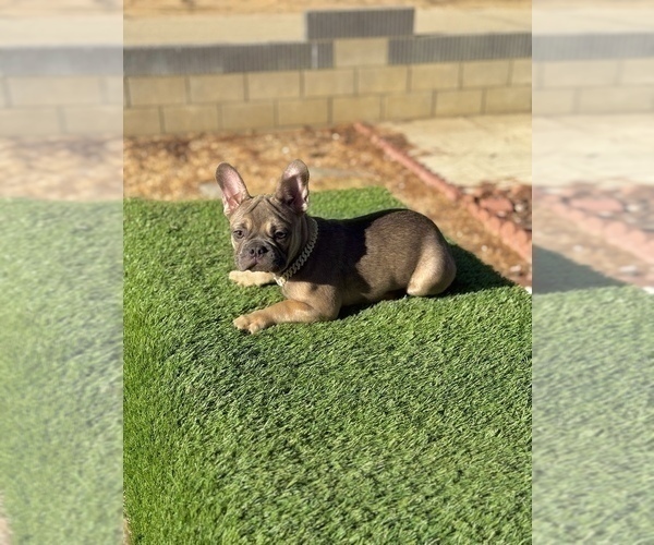 Medium Photo #8 French Bulldog Puppy For Sale in HOUSTON, TX, USA