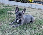 Small #1 French Bulldog