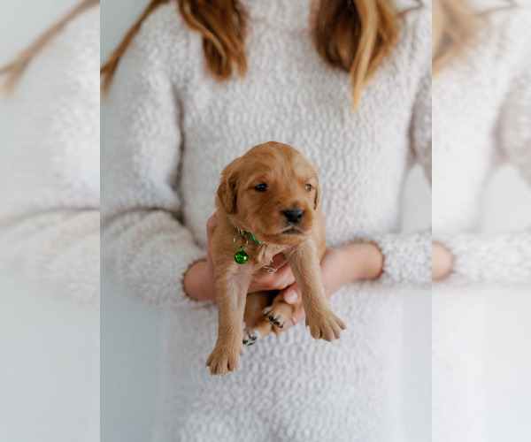 Medium Photo #6 Golden Retriever Puppy For Sale in REDDING, CA, USA