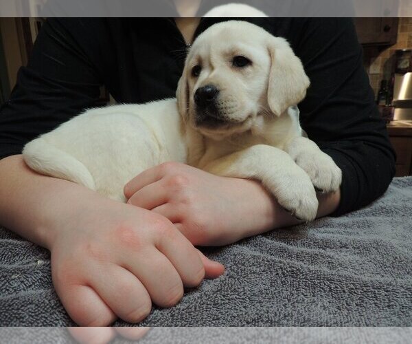 Medium Photo #3 Labrador Retriever Puppy For Sale in ELLENSBURG, WA, USA
