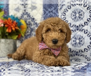 Goldendoodle (Miniature) Puppy for sale in LANCASTER, PA, USA