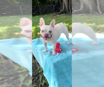 Small #4 French Bulldog