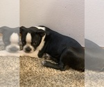 Small #2 Boston Terrier