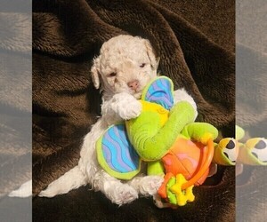 Maltipoo-Poodle (Toy) Mix Puppy for sale in PALM COAST, FL, USA