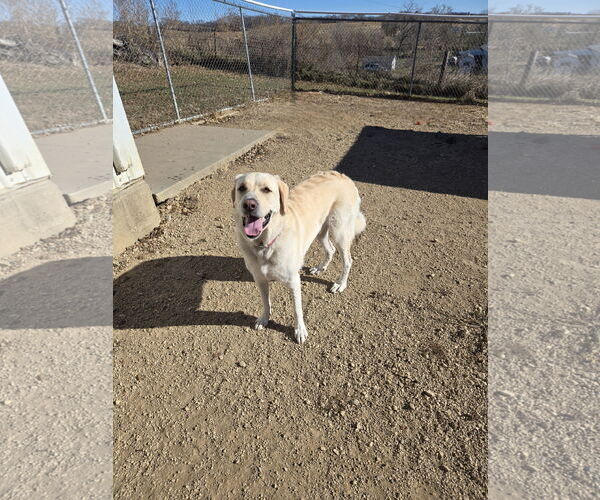 Medium Photo #2 Great Pyrenees-Unknown Mix Puppy For Sale in Maquoketa, IA, USA