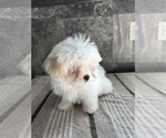 Small Photo #14 Zuchon Puppy For Sale in BOWLING GREEN, KY, USA