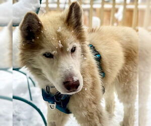 Siberian Husky Dogs for adoption in Omaha, NE, USA