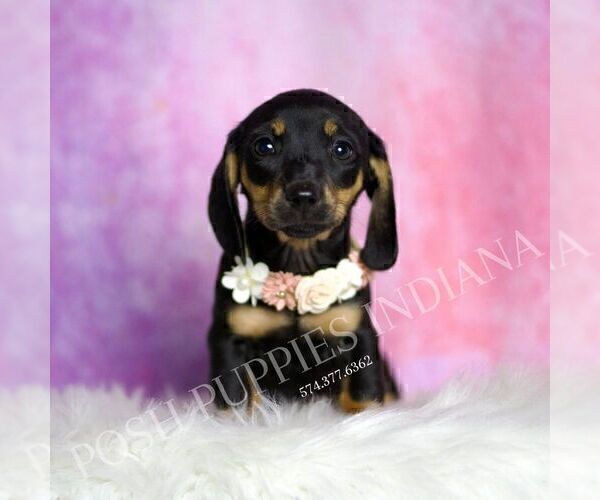 Medium Photo #16 Dachshund Puppy For Sale in WARSAW, IN, USA