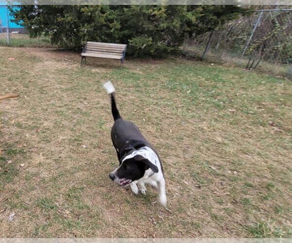 Medium Photo #9 Labrador Retriever-Red Heeler Mix Puppy For Sale in Stover, MO, USA