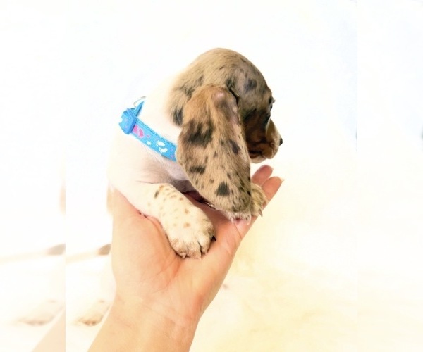 Medium Photo #7 Dachshund Puppy For Sale in DAVIS, CA, USA